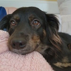 Meet your Posher, Rose